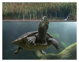 Turtle Breathing At Surface, Jurong Bird Park, Singapore-Paper Art-18,,X14,,