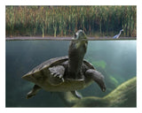 Turtle Breathing At Surface, Jurong Bird Park, Singapore-Paper Art-26,,X20,,