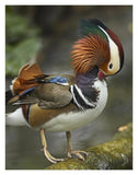 Mandarin Duck Male Preening, Jurong Bird Park, Singapore-Paper Art-14,,X18,,