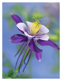 Colorado Blue Columbine Close Up Of Bloom, North America-Paper Art-14,,X18,,