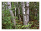 Birch Forest, Pictured Rocks National Lakeshore, Michigan-Paper Art-26,,X20,,