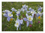 Colorado Blue Columbine Flowers, American Basin, Colorado-Paper Art-26,,X20,,