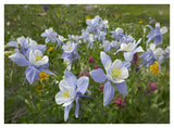 Colorado Blue Columbine Flowers, American Basin, Colorado-Paper Art-42,,X32,,