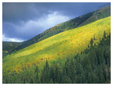 Aspen Forest, Maroon Bells, Snowmass Wilderness, Colorado-Paper Art-50,,X38,,