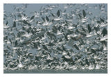 American Avocet Flock Erupting Into Flight, North America-Paper Art-32,,X22,,