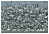 American Avocet Flock Erupting Into Flight, North America-Paper Art-50,,X34,,