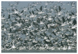American Avocet Flock Erupting Into Flight, North America-Paper Art-62,,X42,,