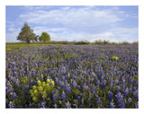 Bluebonnet And Lemon Paintbrush Meadow Near Albany, Texas-Paper Art-26,,X20,,
