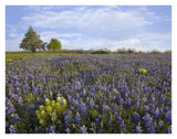 Bluebonnet And Lemon Paintbrush Meadow Near Albany, Texas-Paper Art-34,,X26,,