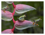Red-Eyed Tree Frog Three Sitting On Heliconia, Costa Rica-Paper Art-34,,X26,,