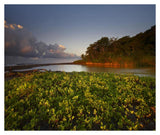 Lagoon Near Coastline, Corcovado National Park, Costa Rica-Paper Art-38,,X32.24,,