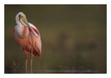 Roseate Spoonbill Adult In Breeding Plumage, North America-Paper Art-26,,X18,,