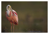 Roseate Spoonbill Adult In Breeding Plumage, North America-Paper Art-38,,X26,,