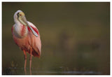 Roseate Spoonbill Adult In Breeding Plumage, North America-Paper Art-62,,X42,,