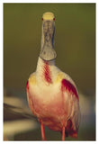 Roseate Spoonbill Adult In Breeding Plumage, North America-Paper Art-34,,X50,,