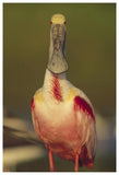 Roseate Spoonbill Adult In Breeding Plumage, North America-Paper Art-42,,X62,,
