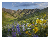 Larkspur And Sunflowers, Albion Basin, Wasatch Range, Utah-Paper Art-26,,X20,,
