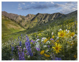 Larkspur And Sunflowers, Albion Basin, Wasatch Range, Utah-Paper Art-50,,X38,,