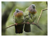 Pink-Necked Green-Pigeon Pair, Jurong Bird Park, Singapore-Paper Art-34,,X26,,