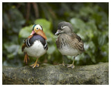Mandarin Duck Male And Female, Jurong Bird Park, Singapore-Paper Art-50,,X38,,