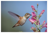 Rufous Hummingbird Juvenile Feeding On Flowers, New Mexico-Paper Art-50,,X34,,