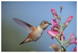 Rufous Hummingbird Juvenile Feeding On Flowers, New Mexico-Paper Art-62,,X42,,
