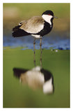 Spur-Winged Plover With Its Reflection At Waterhole, Kenya-Paper Art-25.04,,X38,,