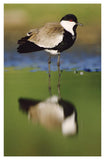 Spur-Winged Plover With Its Reflection At Waterhole, Kenya-Paper Art-30.16,,X46,,