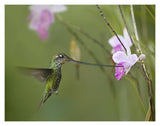 Sword-Billed Hummingbird Feeding On Flower Nectar, Ecuador-Paper Art-18,,X14,,