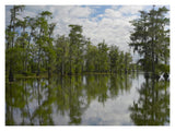 Bald Cypress Swamp, Cypress Island, Lake Martin, Louisiana-Paper Art-18,,X14,,