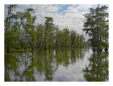 Bald Cypress Swamp, Cypress Island, Lake Martin, Louisiana-Paper Art-26,,X20,,