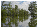 Bald Cypress Swamp, Cypress Island, Lake Martin, Louisiana-Paper Art-34,,X26,,