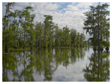 Bald Cypress Swamp, Cypress Island, Lake Martin, Louisiana-Paper Art-50,,X38,,