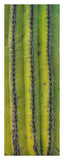 Saguaro Cactus Close Up Of Trunk And Spines, North America-Paper Art-15.32,,X38,,