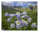 Colorado Blue Columbine Meadow At American Basin, Colorado-Paper Art-26,,X22,,