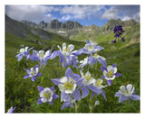 Colorado Blue Columbine Meadow At American Basin, Colorado-Paper Art-30,,X24,,