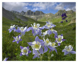 Colorado Blue Columbine Meadow At American Basin, Colorado-Paper Art-37,,X30,,