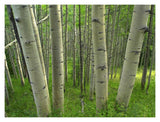 Aspen Forest In Spring, Gunnison National Forest, Colorado-Paper Art-18,,X14,,