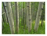 Aspen Forest In Spring, Gunnison National Forest, Colorado-Paper Art-26,,X20,,