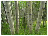 Aspen Forest In Spring, Gunnison National Forest, Colorado-Paper Art-50,,X38,,