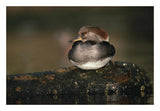 Hooded Merganser Female Portrait, British Columbia, Canada-Paper Art-26,,X18,,