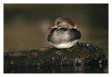 Hooded Merganser Female Portrait, British Columbia, Canada-Paper Art-32,,X22,,
