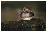 Hooded Merganser Female Portrait, British Columbia, Canada-Paper Art-50,,X34,,