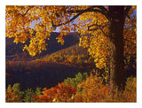 Autumn Deciduous Forest, Shenandoah National Park, Virginia-Paper Art-26,,X20,,