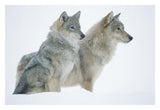 Timber Wolf Portrait Of Pair Sitting In Snow, North America-Paper Art-32,,X22,,