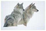Timber Wolf Portrait Of Pair Sitting In Snow, North America-Paper Art-50,,X34,,
