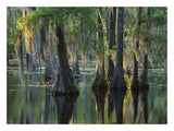 Bald Cypress Swamp, Sam Houston Jones State Park, Louisiana-Paper Art-26,,X20,,