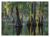 Bald Cypress Swamp, Sam Houston Jones State Park, Louisiana-Paper Art-34,,X26,,