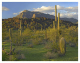 Saguaro Picacho Mountains, Picacho Peak State Park, Arizona-Paper Art-42,,X32,,