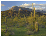 Saguaro Picacho Mountains, Picacho Peak State Park, Arizona-Paper Art-50,,X38,,